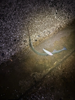 ダツの釣果