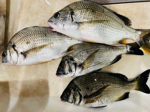 チヌの釣果