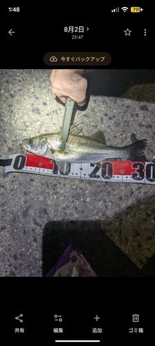 セイゴ（マルスズキ）の釣果