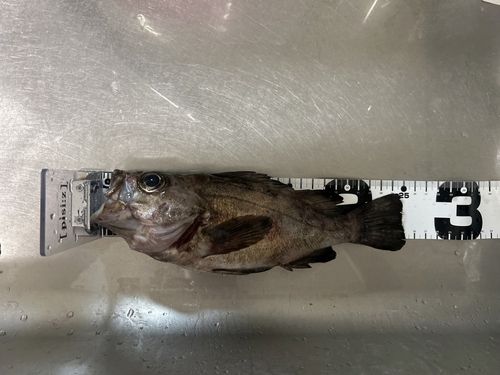 メバルの釣果