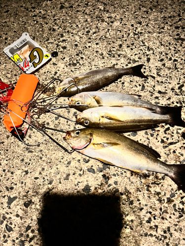 イサキの釣果