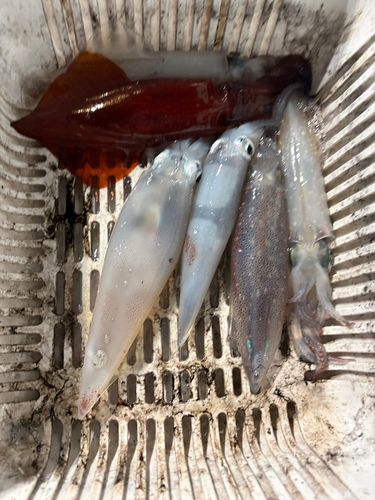 ケンサキイカの釣果
