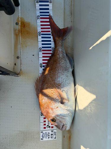 タイの釣果