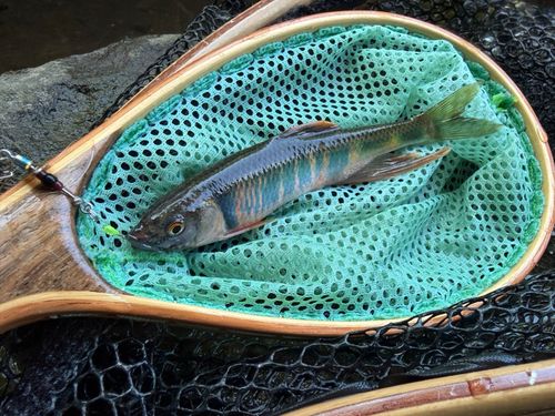 オイカワの釣果
