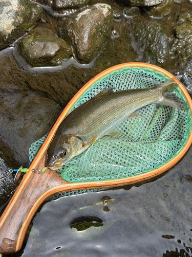 ウグイの釣果