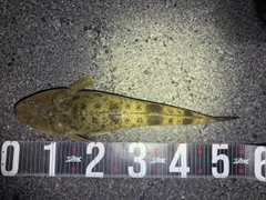 マゴチの釣果