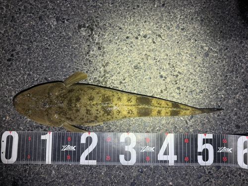 マゴチの釣果