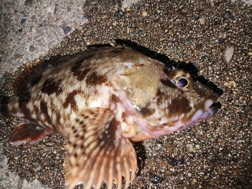 カサゴの釣果