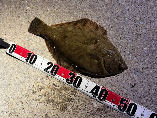 クロガシラガレイの釣果