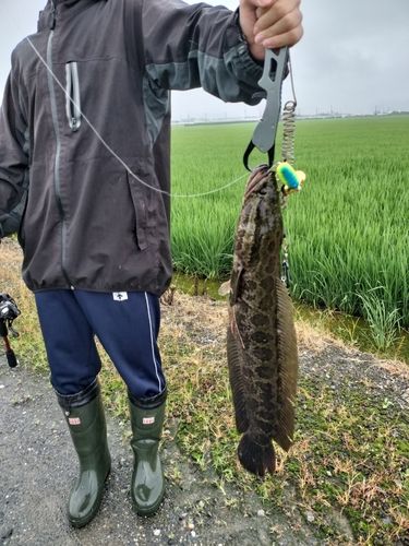 宮城県で釣れたライギョの釣り・釣果情報 - アングラーズ | 釣果600万