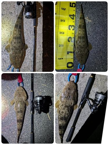 マゴチの釣果