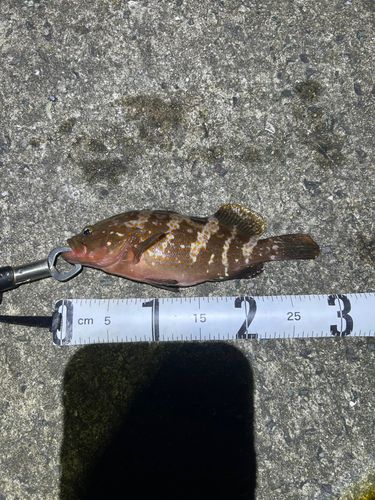 キジハタの釣果