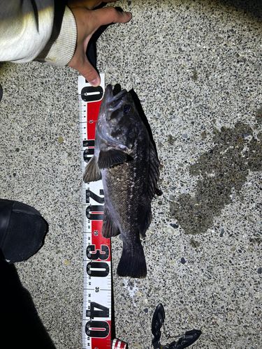 クロソイの釣果