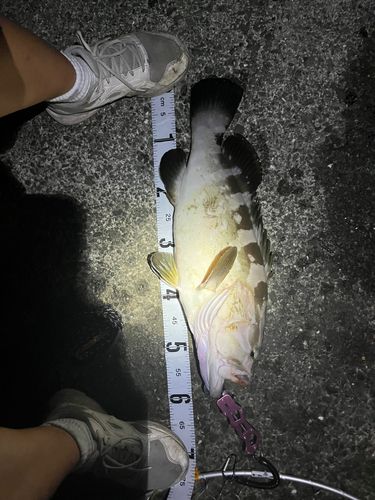 アラの釣果