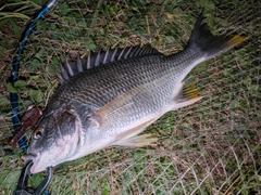 キビレの釣果