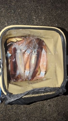 スルメイカの釣果