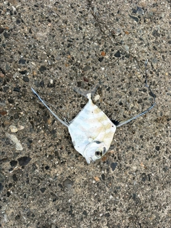イトヒキアジの釣果