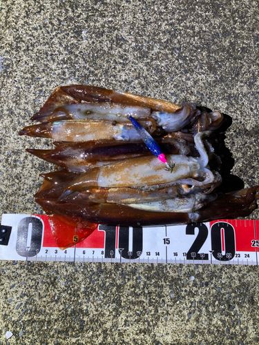 イカの釣果