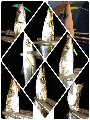 カマスの釣果