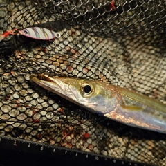 カマスの釣果