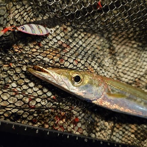 カマスの釣果