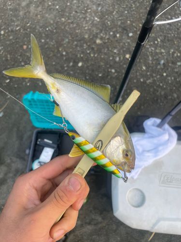ショゴの釣果