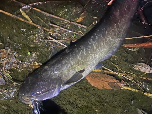 ナマズの釣果