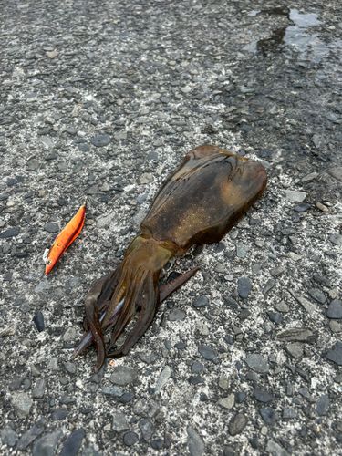アオリイカの釣果
