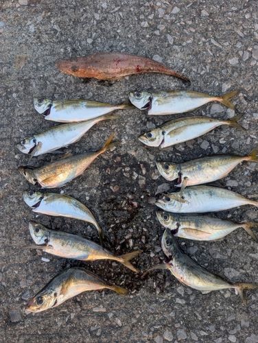 アジの釣果