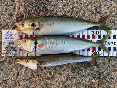 アジの釣果