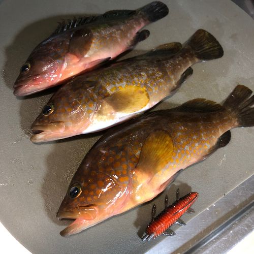キジハタの釣果