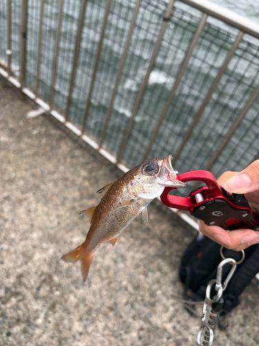 ムツの釣果