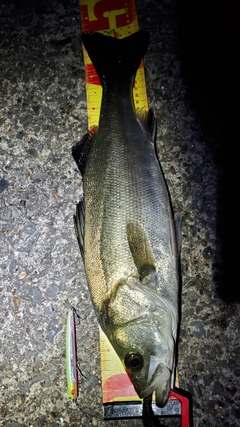 フッコ（マルスズキ）の釣果