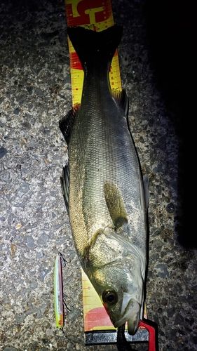 フッコ（マルスズキ）の釣果