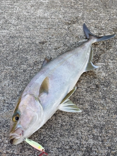カンパチの釣果