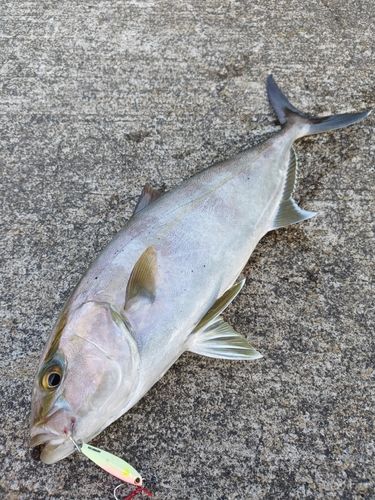 カンパチの釣果