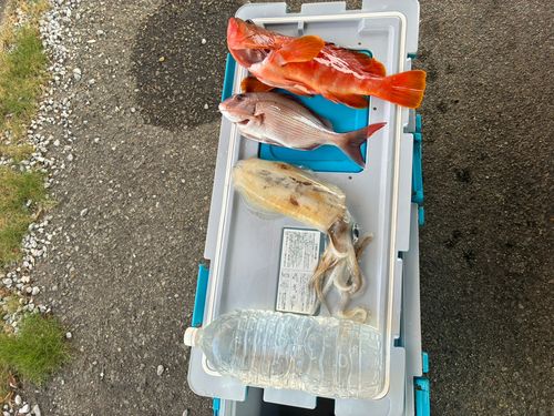 アカハタの釣果