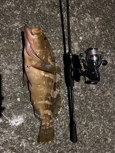 アコウの釣果