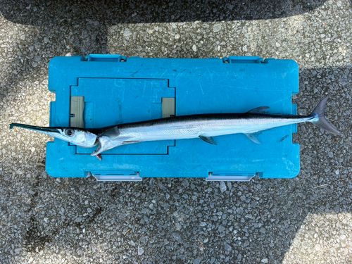 テンジクダツの釣果