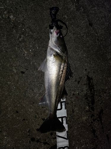 スズキの釣果