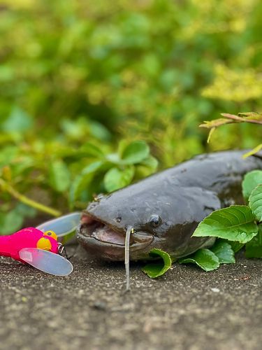 ナマズの釣果
