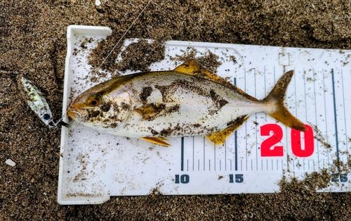 ショゴの釣果