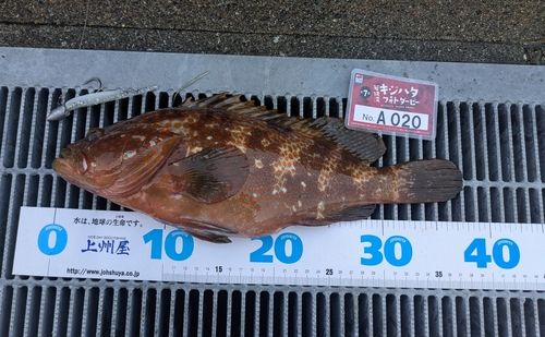 アコウの釣果