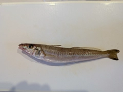 キスの釣果