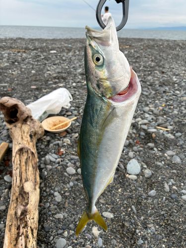 イナダの釣果
