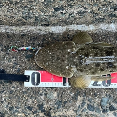 マゴチの釣果