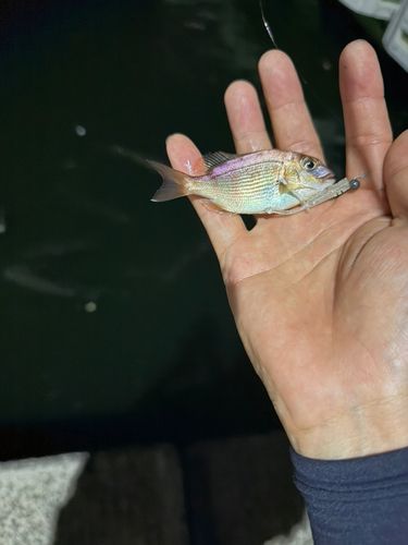 タイの釣果