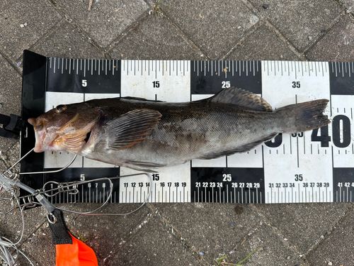 アイナメの釣果