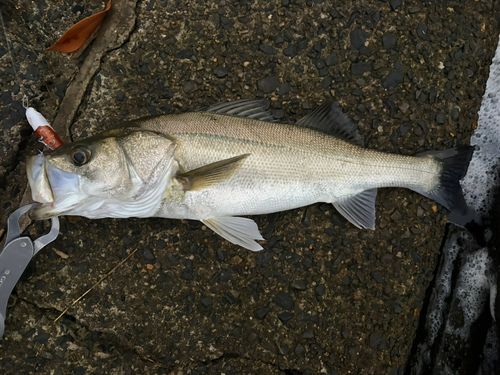 スズキの釣果