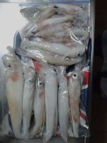 シロイカの釣果
